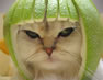 Avatar de Usuario